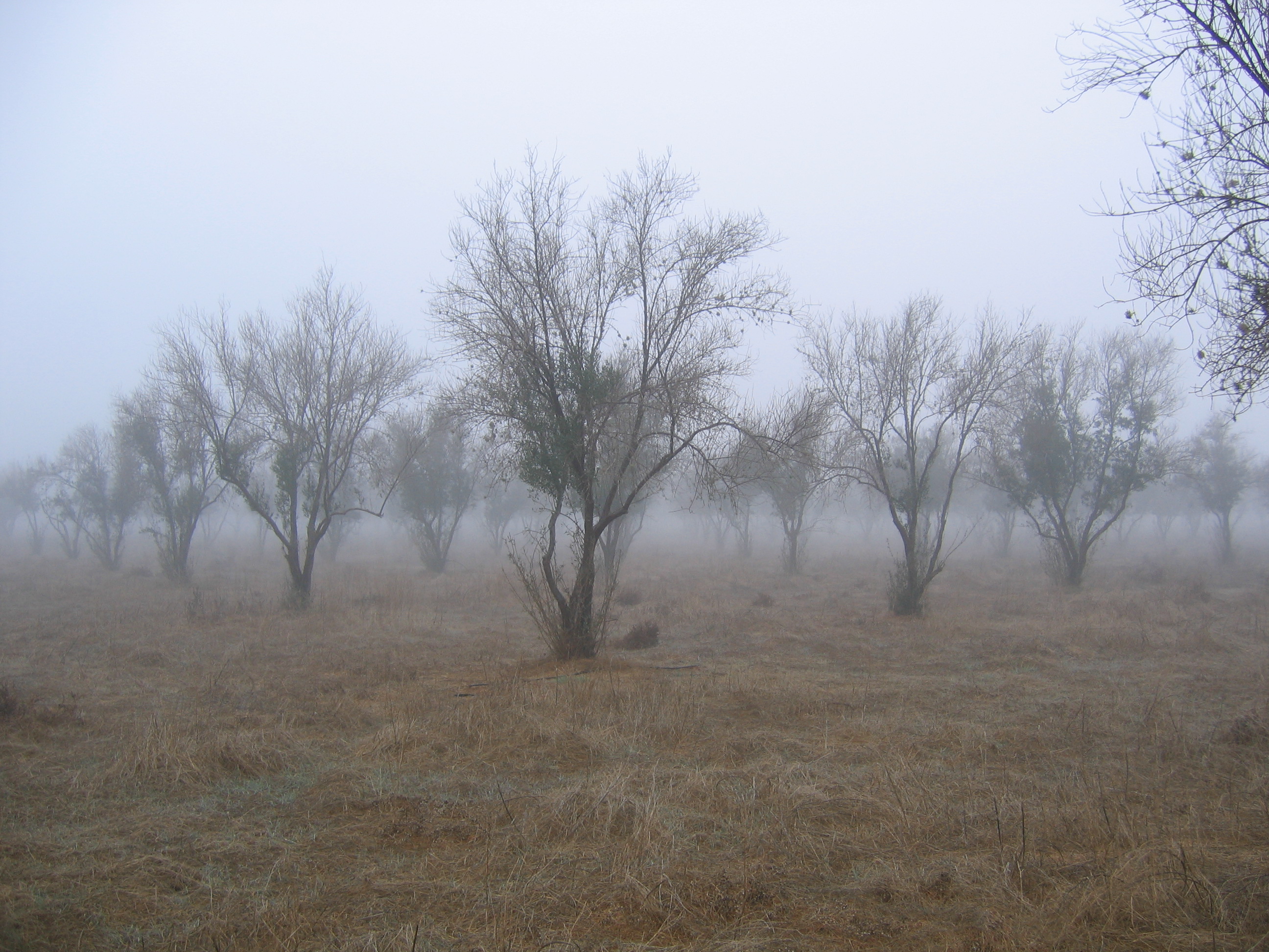 An olive orchard near Ensenada