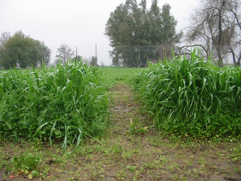 Intercrop of wheat and fetch at the UCD student farm.