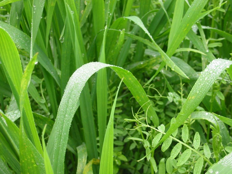 Close-up of intercrop project.